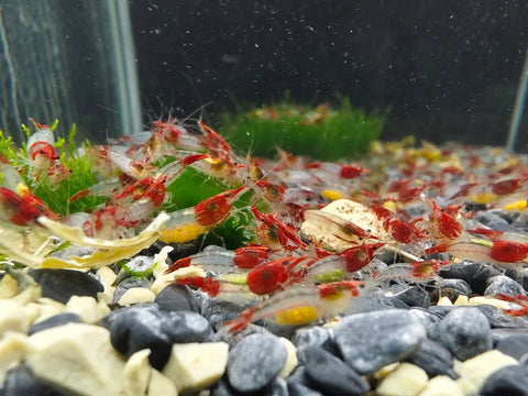 Red Rilli Shrimp, Neocaridina Dwarf Shrimps, Size 1–1.5 cm