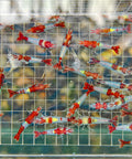 Red Rilli Shrimp, Neocaridina Dwarf Shrimps, Size 1–1.5 cm aquarium shrimp