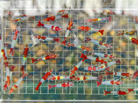 Red Rilli Shrimp, Neocaridina Dwarf Shrimps, Size 1–1.5 cm