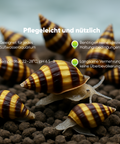 Assassin Snail Clea Helena aquarium snail