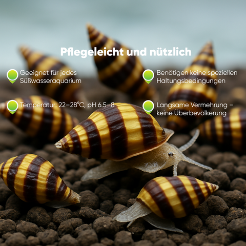 Assassin Snail (Clea helena)