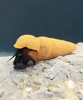 3 Tylomelania Choco for Aquarium – Live Orange Snails for Algae Control, Aquarium Decoration aquarium snail