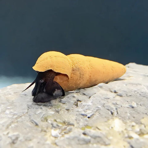 3 Tylomelania Choco for Aquarium – Live Orange Snails for Algae Control, Aquarium Decoration