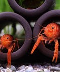 1 Pair Cambarellus patzcuarensis – Orange Dwarf Crayfish | Live Orange Dwarf Crayfish for Aquarium aquarium invertebrate