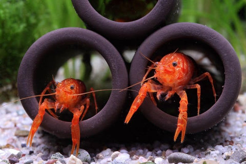 1 Pair Cambarellus patzcuarensis – Orange Dwarf Crayfish | Live Orange Dwarf Crayfish for Aquarium