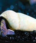 3 Tylomelania Choco for Aquarium – Live Orange Snails for Algae Control, Aquarium Decoration aquarium snail