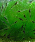 Caridina Japonica Amano Shrimp – The algae eater in the aquarium, ideal for shrimp complete set aquarium shrimp