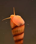 Orange Tylomelania (Poso Snail, Rock Snail) 3 pcs aquarium snail