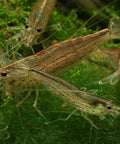 Caridina Japonica Amano Shrimp – The algae eater in the aquarium, ideal for shrimp complete set aquarium shrimp