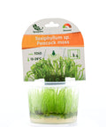 Erect Moss Vesicularia reticulata in vitro aquarium plant
