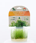 Taxiphyllum sp. ‘Flame Moss’ in vitro aquarium plant