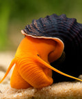 Orange Tylomelania (Poso Snail, Rock Snail) 3 pcs aquarium snail