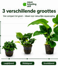 Anubias Mix Set – 3 Plants aquarium plant
