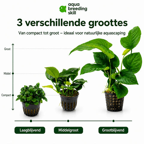 Anubias Mix Set – 3 Plants