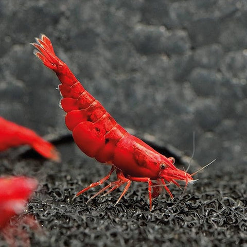 Bloody Mary Shrimp Live Aquarium Shrimp Dwarf Neocaridina Shrimp
