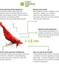 Aquarium invertebrates at Aqua Breeding Skill