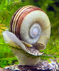Marisa Cornuarietis Set of 5 aquarium snail