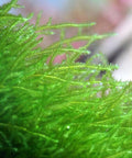 Erect Moss Vesicularia reticulata in vitro aquarium plant
