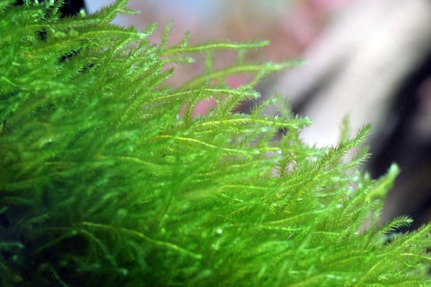 Erect Moss Vesicularia reticulata in vitro
