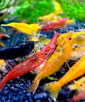 Neocaridina Mix Aquarium Shrimp in Different Colours, Size 1–1.5 cm aquarium shrimp