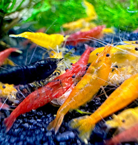 Neocaridina 20 Stück Aquariengarnelen in verschiedenen Farben, Größe 1–1,5 cm
