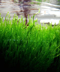 Taxiphyllum sp. ‘Flame Moss’ in vitro aquarium plant