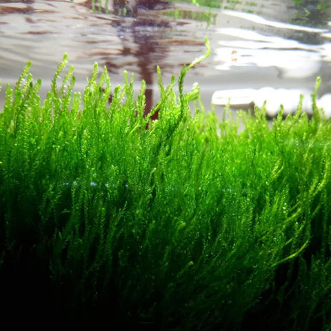 Taxiphyllum sp. ‘Flame Moss’ in vitro