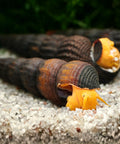 Orange Tylomelania (Poso Snail, Rock Snail) 3 pcs aquarium snail