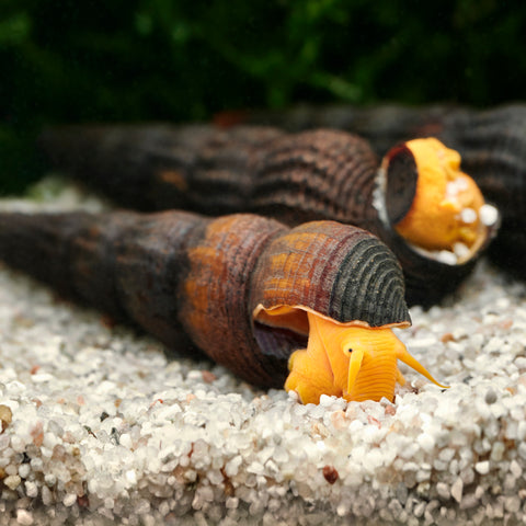 Orange Tylomelania (Poso-Garnele, Felsen-Garnele)