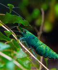 Green Jade Neocaridina Shrimps  (Neocaridina davidi "Green Jade") aquarium shrimp