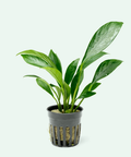 Anubias Congensis – Live Aquarium Plant (10 cm) for Freshwater Tanks aquarium plant