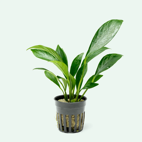 Anubias Congensis – Live Aquarium Plant (10 cm) for Freshwater Tanks