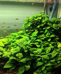 Anubias nana – Live Freshwater Aquarium Plant aquarium plant