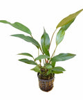 Anubias Lanceolata – Live Aquarium Plant (15 cm) for Freshwater Tanks aquarium plant