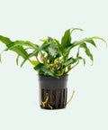 Anubias Minima – Live Aquarium Plant (15 cm) for Freshwater Tanks aquarium plant