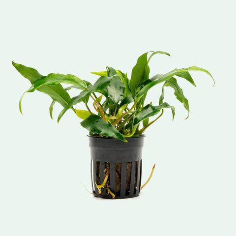 Anubias Minima – Live Aquarium Plant (15 cm) for Freshwater Tanks