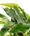 Anubias Minima – Live Aquarium Plant (15 cm) for Freshwater Tanks aquarium plant