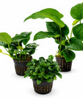 Anubias Mix Set – 3 Plants aquarium plant