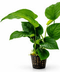 Anubias Mix Set – 3 Plants aquarium plant