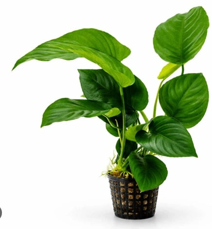 Anubias Mix Set – 3 Plants