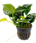 Anubias Mix Set – 3 Plants aquarium plant