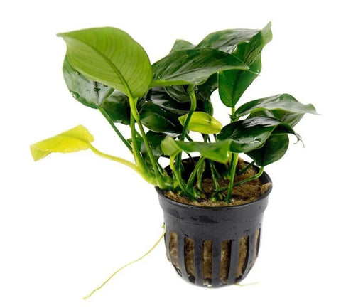 Anubias Mix Set – 3 Plants