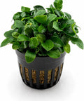 Anubias Mix Set – 3 Plants aquarium plant