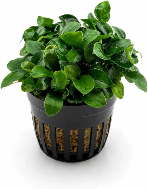 Anubias Mix Set – 3 Plants