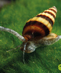 Assassin Snail Clea Helena aquarium snail