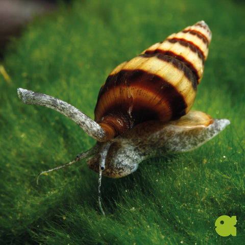Assassin Snail (Clea helena)