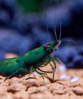 Green Jade Neocaridina Shrimps  (Neocaridina davidi "Green Jade") aquarium shrimp