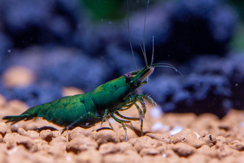 Green Jade Garnaal Neocaridina 10 st