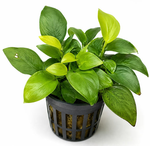 Anubias Nana Gold – plante d'aquarium vivante