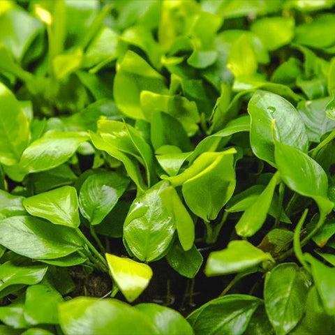 Anubias Nana Gold – plante d'aquarium vivante